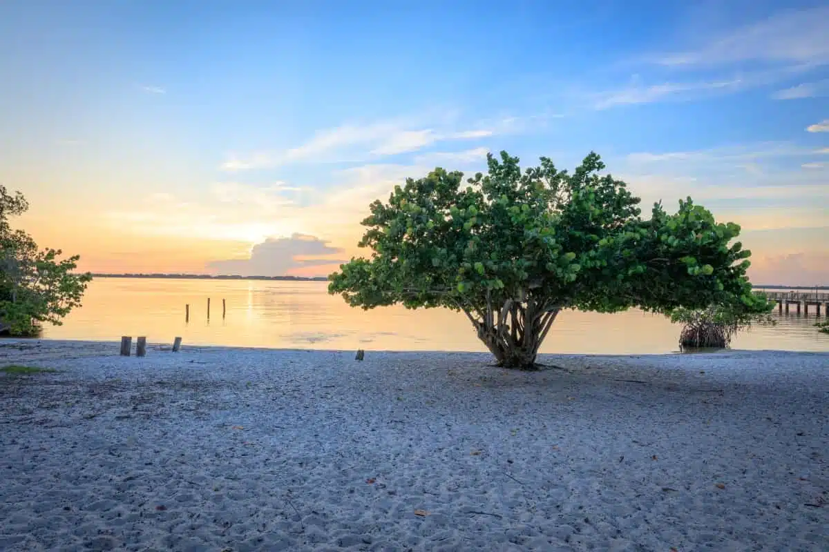 Indian Riverside Park Sunrise Coconut Trees and Water An image of the beach at Jensen Beach's Indian Riverside Park, featuring the pristine sands, blue ocean water, and lush greenery surrounding the park. The photograph, taken by Martin County Office of Tourism & Marketing, showcases the perfect blend of nature and modern amenities available at this picturesque Martin County destination.